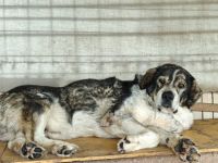 Senior Aris sucht Alterswohnsitz