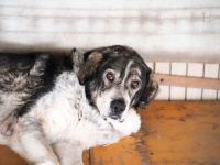 Senior Aris sucht Alterswohnsitz