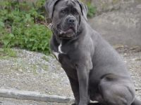 💪🐾 Cane Corso Deckrüde „Halk“ – Kraft, Charakter & Klasse 🐾💪