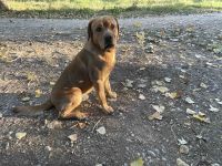 Deckrüde Labrador foxred mit Stammbaum und Internationaler Champion