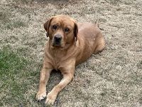 Deckrüde Labrador foxred mit Stammbaum und Internationaler Champion. Er ist perfekt!!!