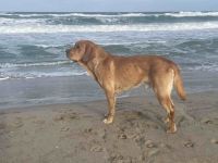 Deckrüde Labrador foxred mit Stammbaum und Internationaler Champion