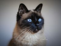 Siam Mix Dame / Kastratin