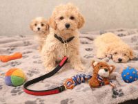 Maltipoo welpen