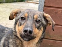 Fee, zurückhaltende, sanfte Junghündin mit viel Potenzial zur treuen Begleiterin, 10 Monate, 49 cm