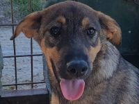 Fee, zurückhaltende Junghündin, die die Sicherheit beim Menschen sucht, 8 Monate, 45 cm