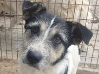 Frido, aktiver, schwarz-weißer Hundejunge auf der Suche nach seiner Familie, 1,5 Jahre, 49 cm