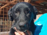 Püppi, neugierig und menschenfreundlich, aber mit einer angenehm ruhigen Art, 8 Monate, 32 cm