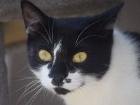 Pam, eine ruhige ausgeglichene Katze, die Hunde liebt, 7 Jahre