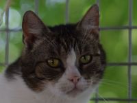 Rose, ruhige 5-jährige Katze, die gern Einzelprinzessing wäre