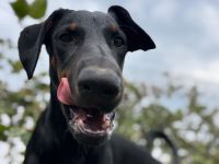 Dobermann/Aussie Junghund Rüde