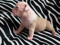 American bully welpen