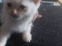 2 super Süße BKH Kitten