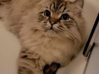 Geschwister suchen neues Zuhause