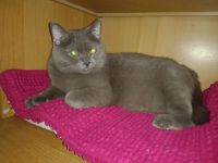 ♥️ Süße Katze Kitty - BKH OHNE Papiere - sucht liebevolles Zuhause ♥️