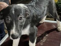 Welpen suchen liebevolles zu Hause