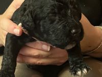 Portugiesische Wasserhund Welpen