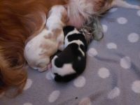 Cavalier king charles spaniel