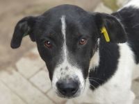 Ringo, ruhiger lieber Junghund sucht geduldige, liebe Menschen, 1 Jahr, 38 cm