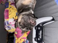 Charlie sucht ihr für immer zuhause