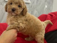 Maltipoo Welpen
