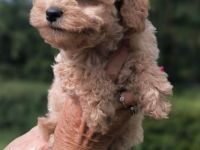 Pudelwelpen, Zwerge, Toy's, Allergiker geeignet, nicht haarende Rasse