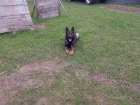 Verkaufe 2 Jährigen Schäferhund Rüden mit Prüfung (99,9%DDR Blütig)