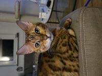 Bengal Weibchen Bella