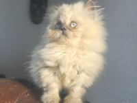 Süßer Britischer Langhaarkater sucht liebevolles Zuhause