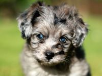 Cavapoo-Welpen Pudel x Cavalier merle Doodel mit Gesundheitszeugnis (Cockapoo, Cockerpoo, Maltipoo)