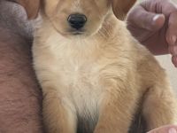 Golden Retriever - 12 Wochen