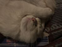 Ragdoll/BKH Mix weiß mit Blauen Augen