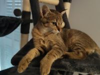 Kater 5 Monate alt sucht liebevolles zu Hause