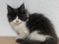 TOP Maine Coon Kitten reinrassig