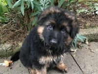 Schäferhundwelpe aus Familienaufzucht mit SV-Papieren abzugeben