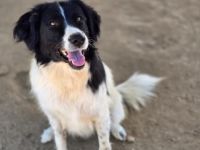 Aline – bezaubernde Hundedame sucht ihr Glück