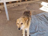 Arktos sucht warmes Für-immer-Körbchen