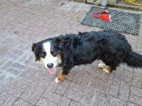 Berner Sennenhund Welpen (Swissydog)
