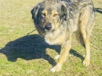 Berry ein verschmuster Dreibeiniger Rüde