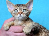 Devon Rex Kitten , reinrassig mit Stammbaum, Gesundheitszeugnis, EU Pass.