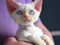 Devon Rex Kitten , reinrassig mit Stammbaum, Gesundheitszeugnis, EU Pass.