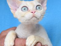 Devon Rex Kitten , reinrassig mit Stammbaum, Gesundheitszeugnis, EU Pass.