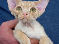 Devon Rex Kitten , reinrassig mit Stammbaum, Gesundheitszeugnis, EU Pass.