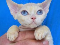 Devon Rex Kitten , reinrassig mit Stammbaum, Gesundheitszeugnis, EU Pass.