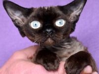 Devon Rex Kitten , reinrassig mit Stammbaum, Gesundheitszeugnis, EU Pass.