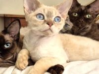 Devon Rex Kitten , reinrassig mit Stammbaum, Gesundheitszeugnis, EU Pass.