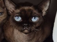 Devon Rex Kitten , reinrassig mit Stammbaum, Gesundheitszeugnis, EU Pass.