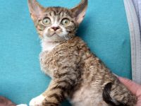 Devon Rex Kitten , reinrassig mit Stammbaum, Gesundheitszeugnis, EU Pass.
