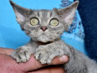 Devon Rex Kitten , reinrassig mit Stammbaum, Gesundheitszeugnis, EU Pass.