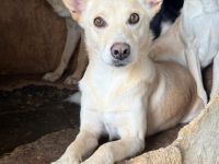 Schüchterne Zara mit blondem Fell